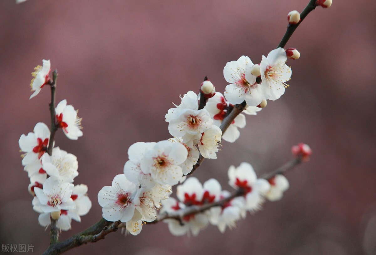 10首春日诗词带来满满的春日希望,意境唯美的春日诗词