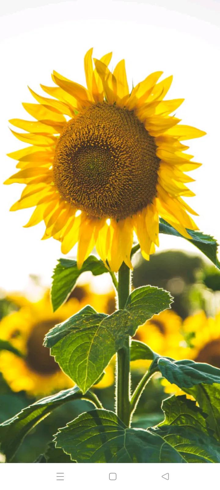 你的生日是哪种颜色的花,你的生日是几月对应什么花