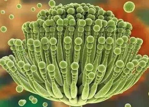 被世卫公认的一级致癌物是啥,一级致癌物被曝光