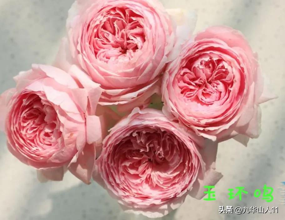 天狼无刺多头月季品种有哪些,天狼十大藤本月季排名