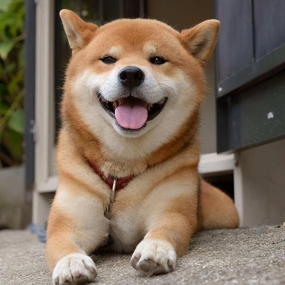 十大省心最好养的狗体型要小,最适合新手养的狗是什么狗