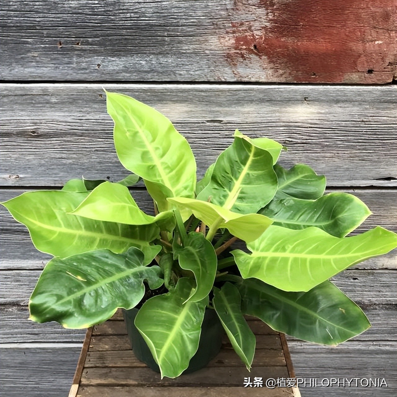花境常绿植物推荐,室内大型开花植物推荐