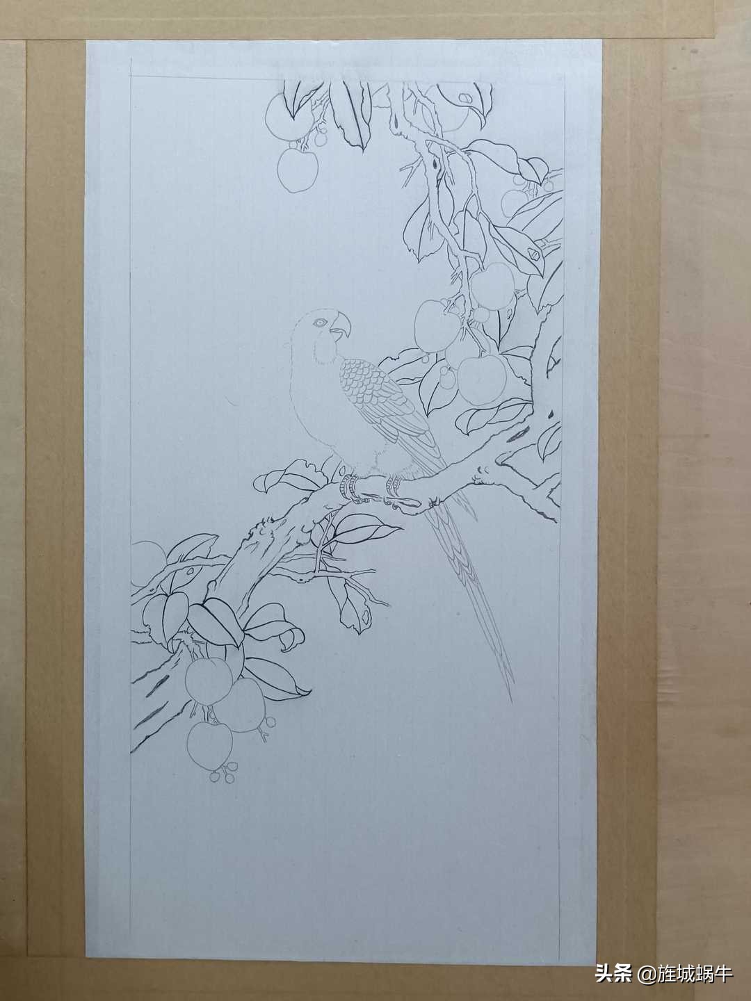 画者笔记|荔枝鹦鹉图绘制记录