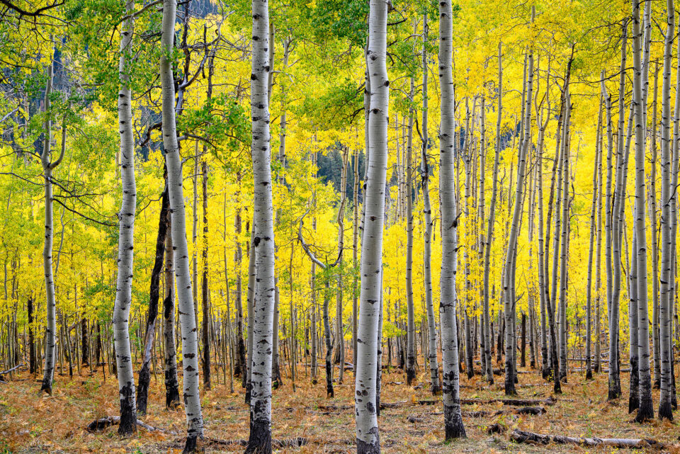 灏煎悍z24-200mmf4娴嬭瘎,灏煎悍z24-200闀滃ご娣卞害娴嬭瘎