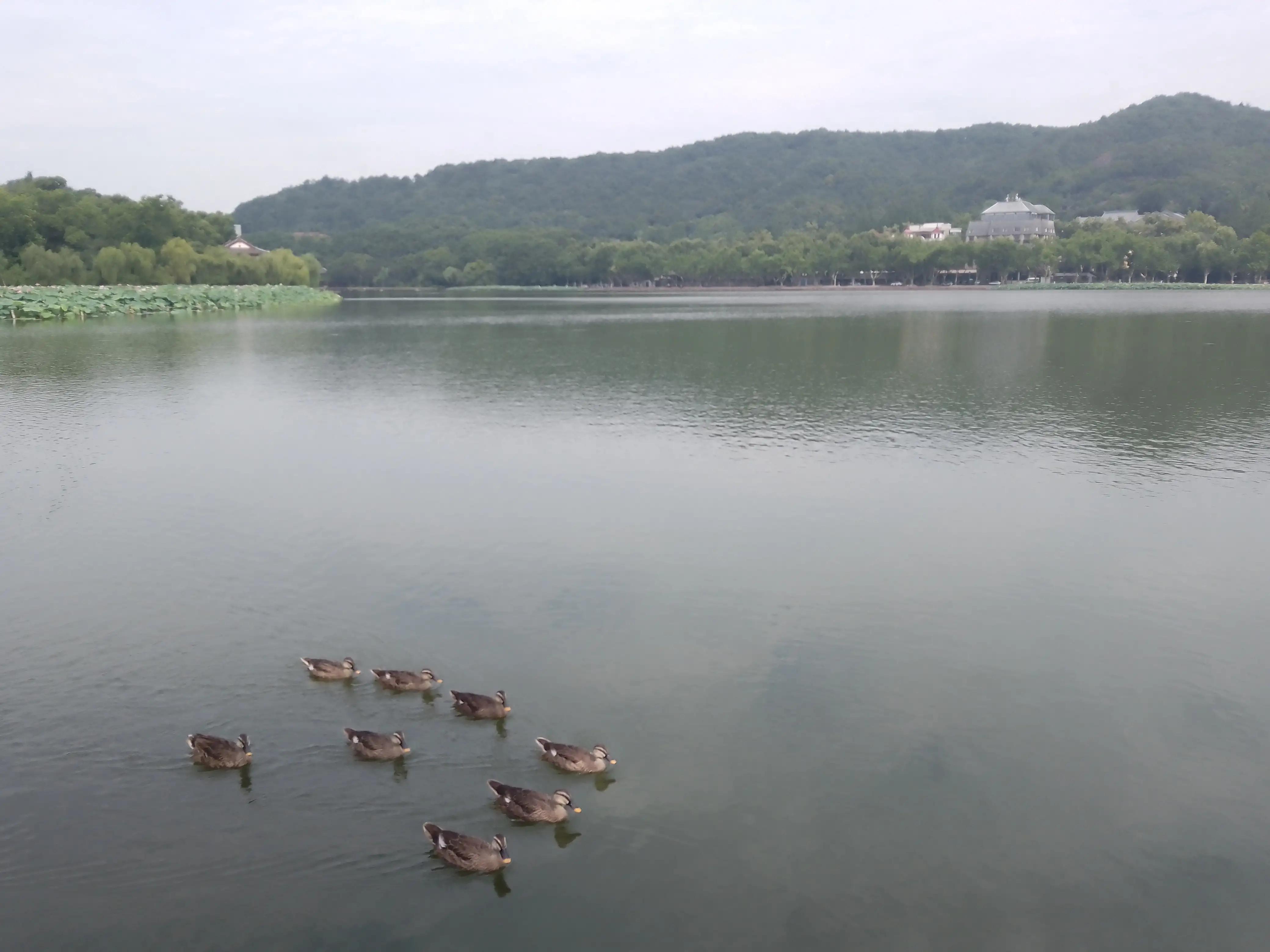 带大家一起游西湖美景,西湖美景三日游