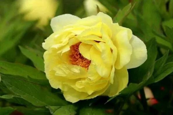 牡丹花国花的寓意,中国的国花是牡丹吗