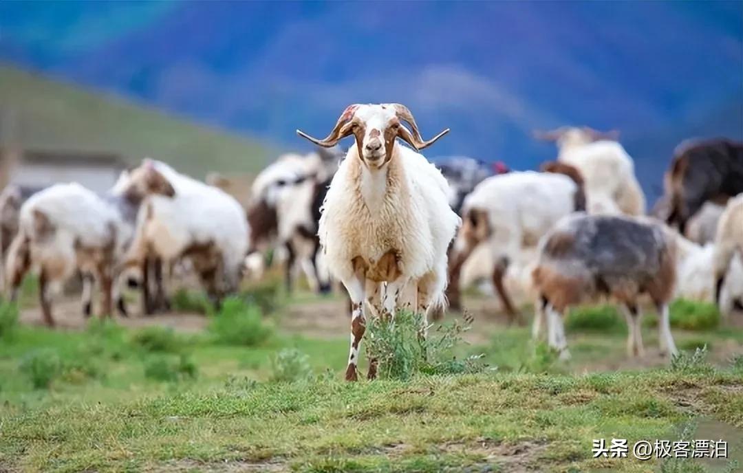 猪价跌饲料为什么不跌,猪价跌了为什么猪肉价格没有跌