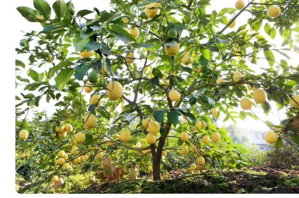 每天吃抗病毒药需要排毒吗,提前吃抗病毒颗粒有用吗