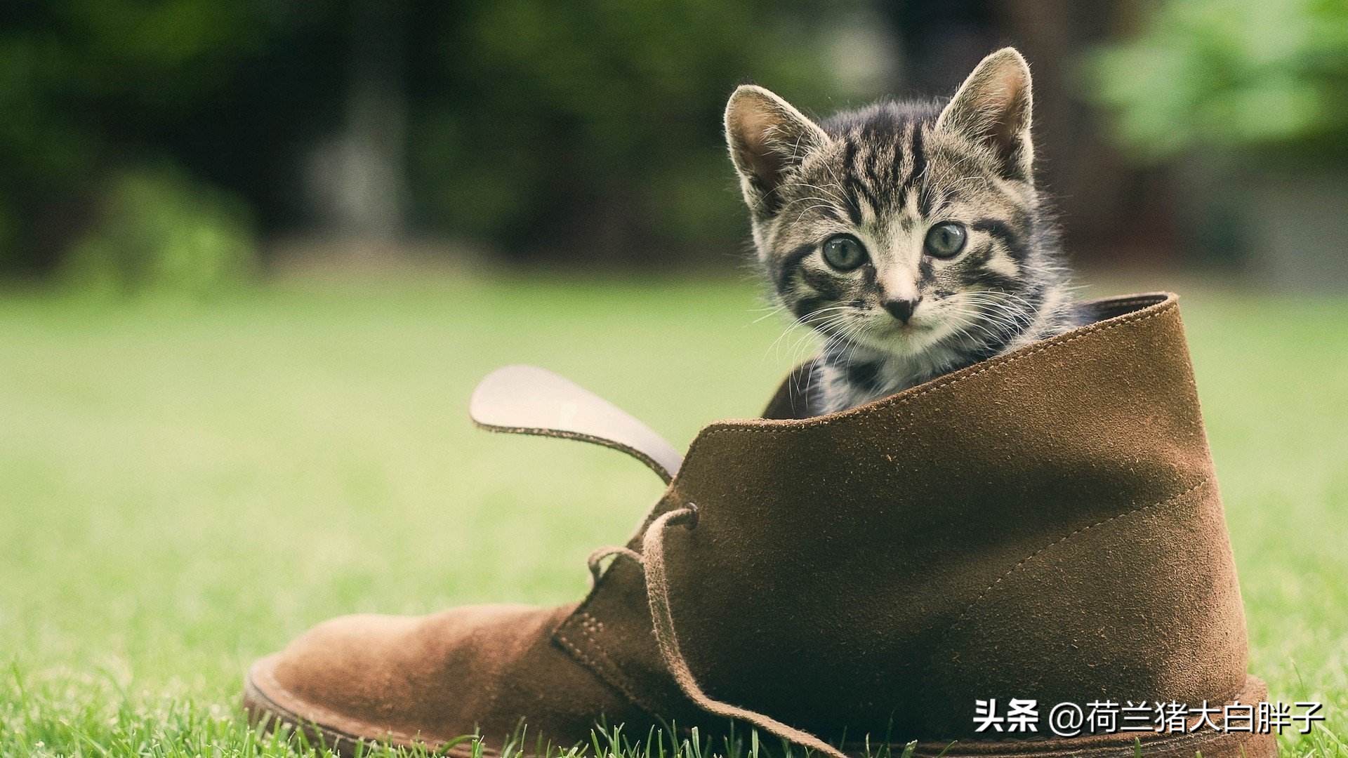 为什么猫咪越胖越受猫咪喜欢,猫咪很瘦和猫咪胖的变化