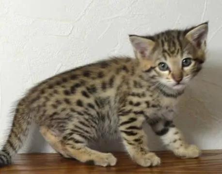 世界上最贵的猫咪,十种世界上最昂贵的猫咪