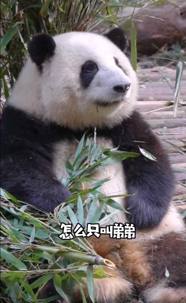 花花：接住谭爷爷给的小苹果，仿佛接住了整个世界。