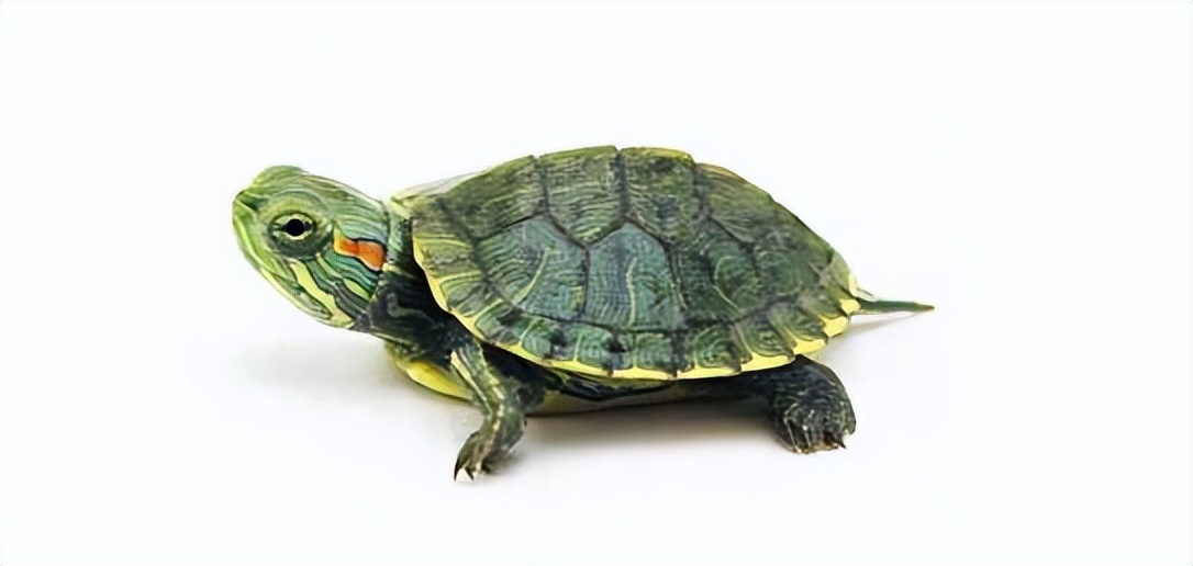 新到的小龟怎么养,小龟怎么养才能养好