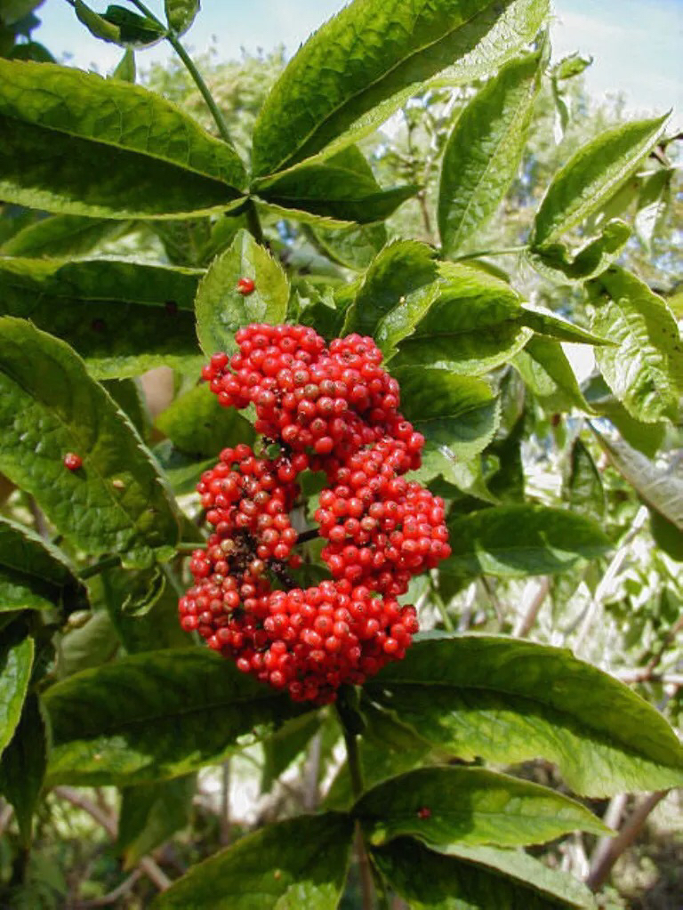 怀孕后卧室里不可以养绿植,哪些花草孕妇不能养在家里面