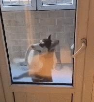 但凡给狗*载下**一个反诈APP，它都不至于被骗这么久