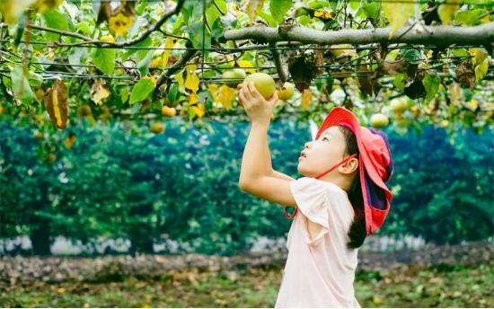 农村冷门生意赚钱项目,适合农村小本投资的项目