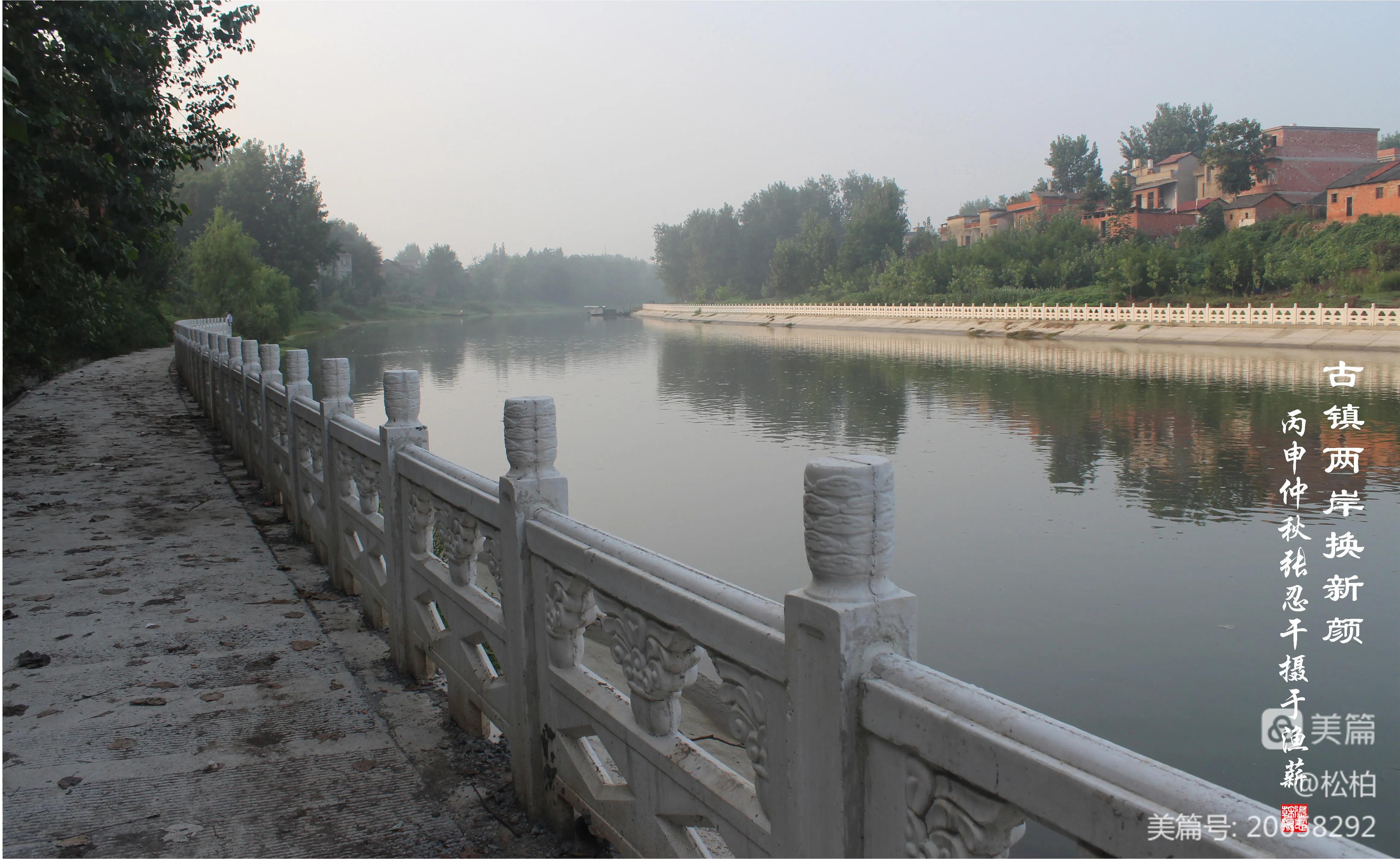 松柏古树图片,松柏古筝品牌