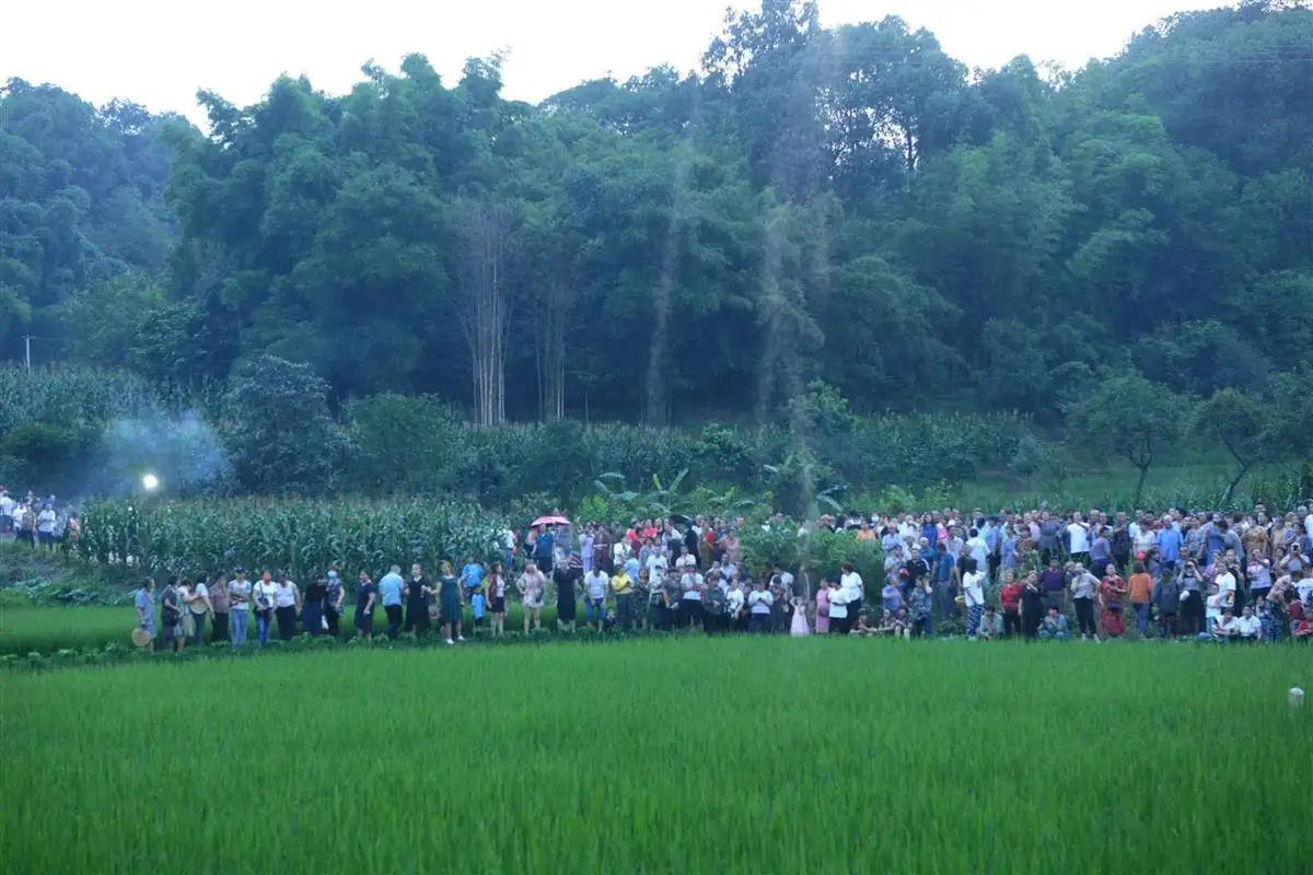 摇蚊为什么会爆发,摇蚊传播疾病吗