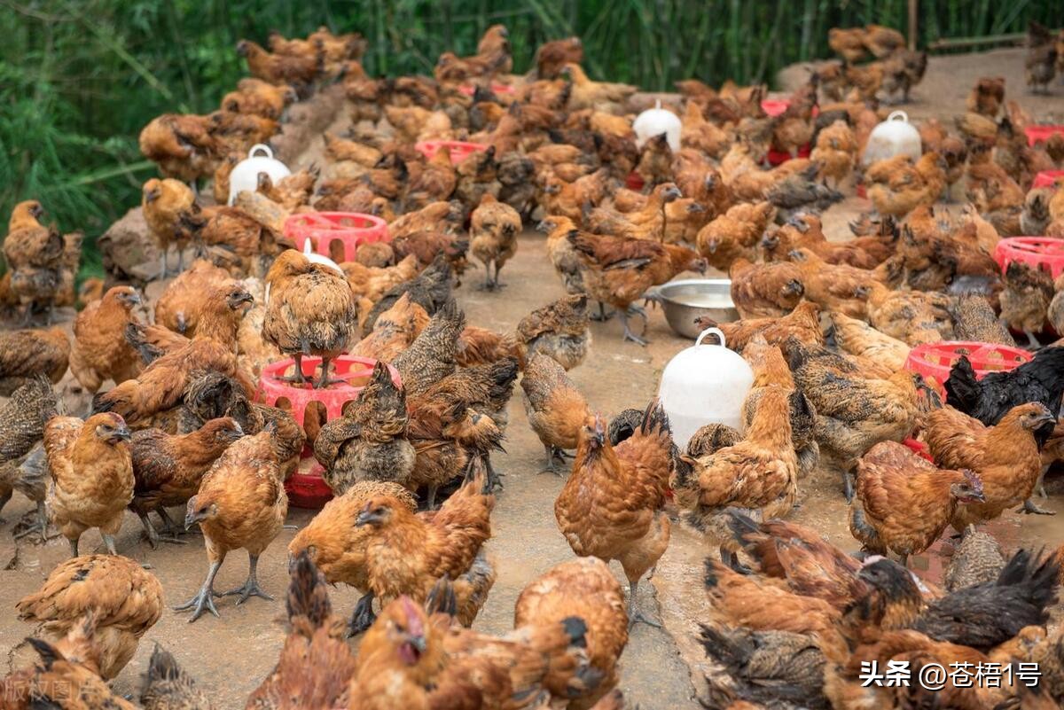 养鸡厂鸡荒怎么治疗,养鸡达人治鸡白痢的方法