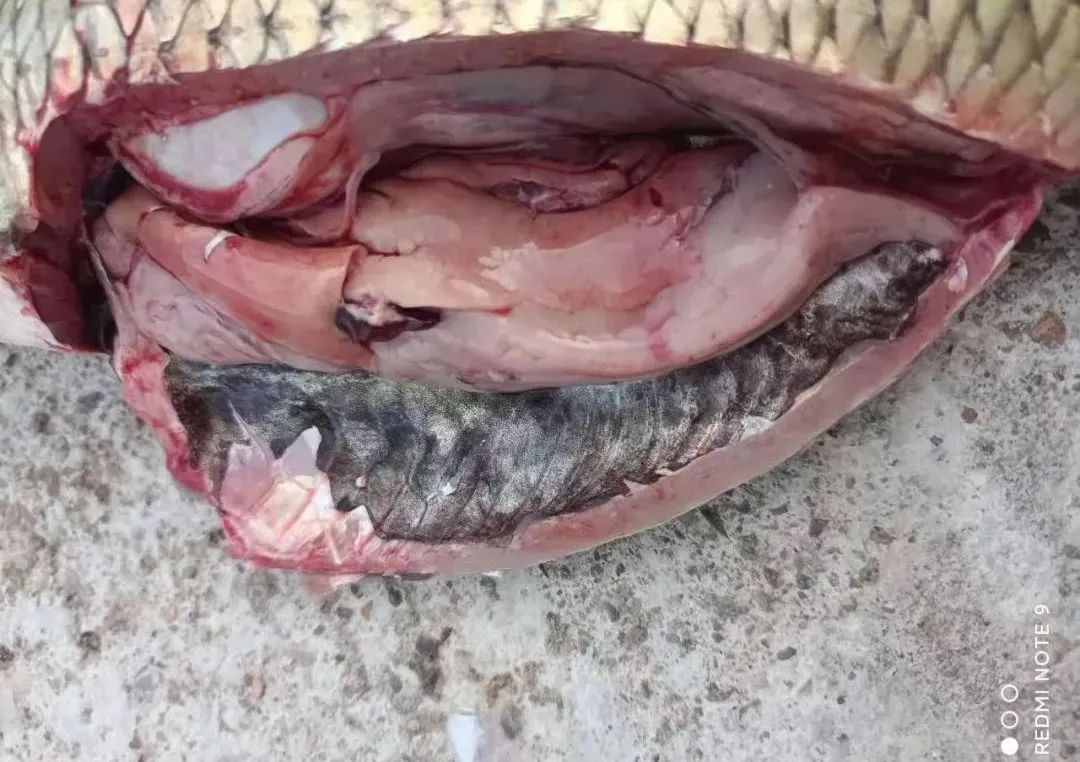 草鱼肠炎烂鳃怎么形成的,草鱼烂鳃的原因及治疗