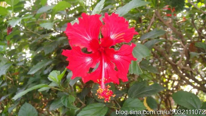 风情三亚之六：兴隆热带植物园