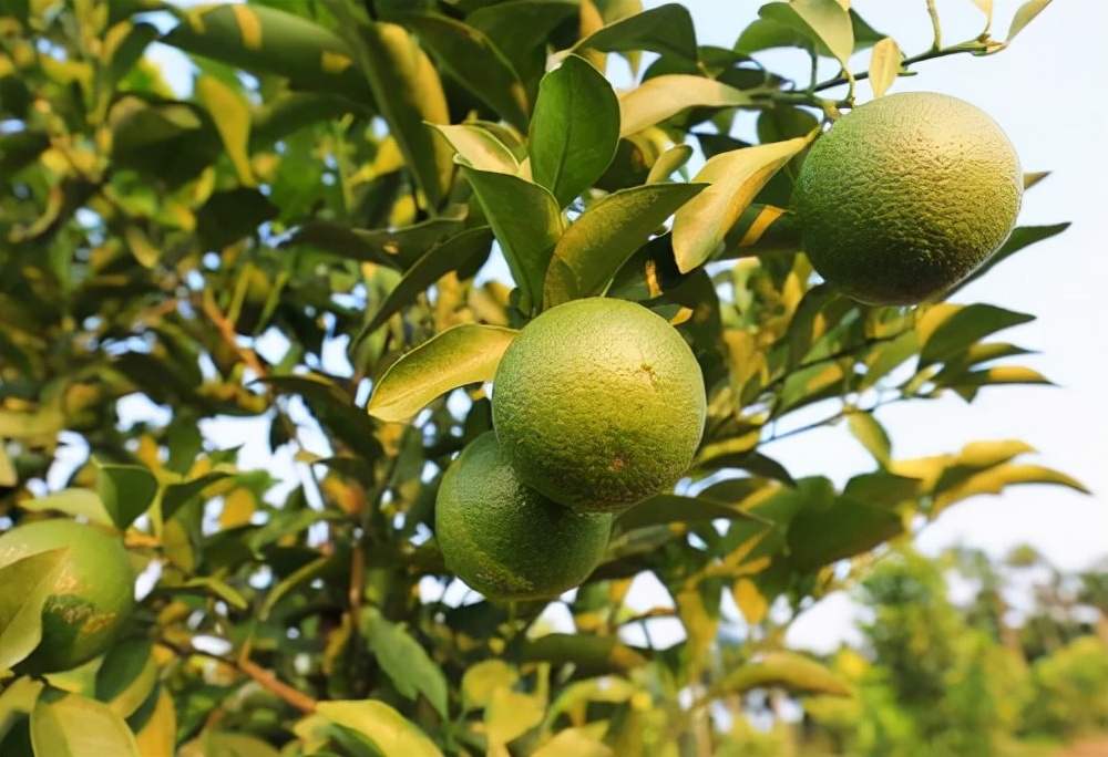 BCC积极开展助农兴农活动，爱心消费“琼中绿橙”