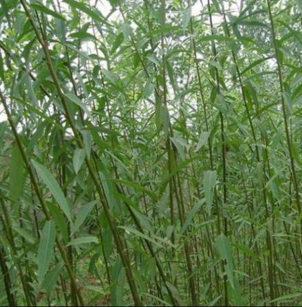 柳树七月份扦插育苗可以成活吗,柳树扦插育苗