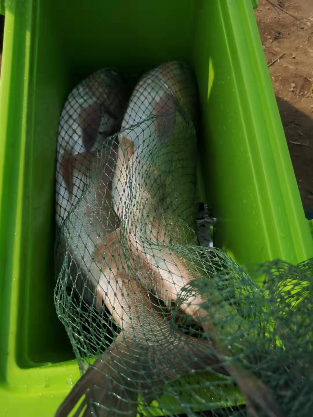 窝里有鱼就是不吃钩,鱼在窝里吐泡不吃钩是什么原因