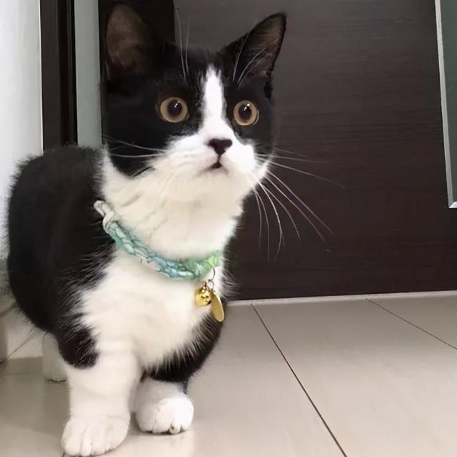 不要轻易养汪星人,不要轻易养宠物养了就要负责