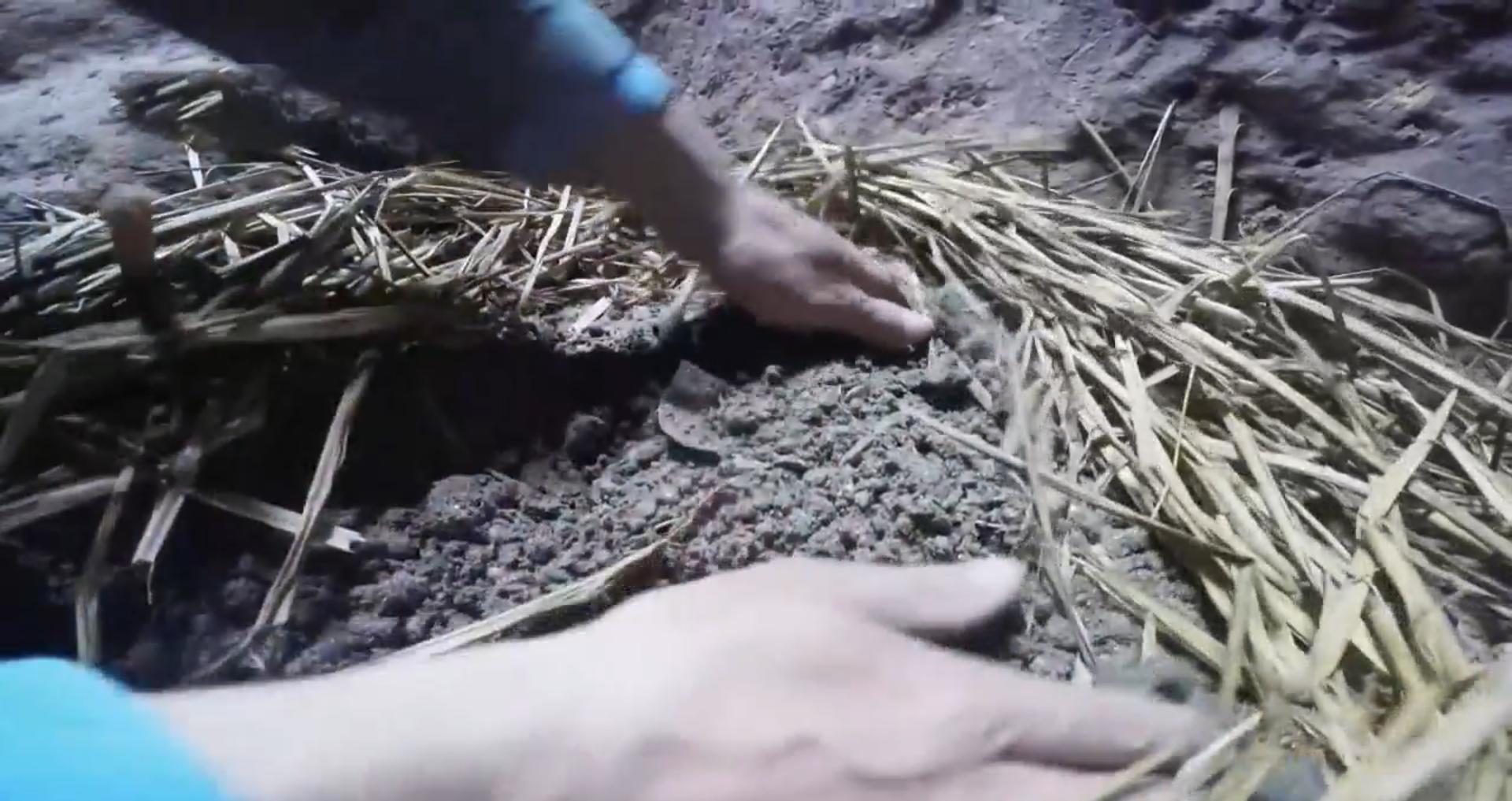 买这种野草一年赚200万 (一年赚200万的野草)