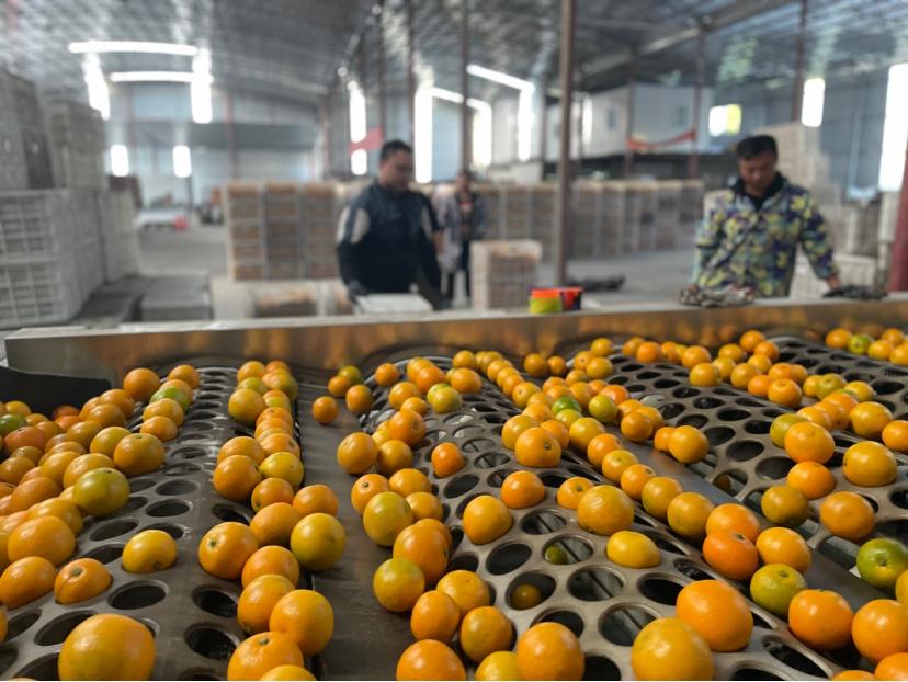 爱媛橙38号果冻橙树苗,爱媛38号果冻橙完整版