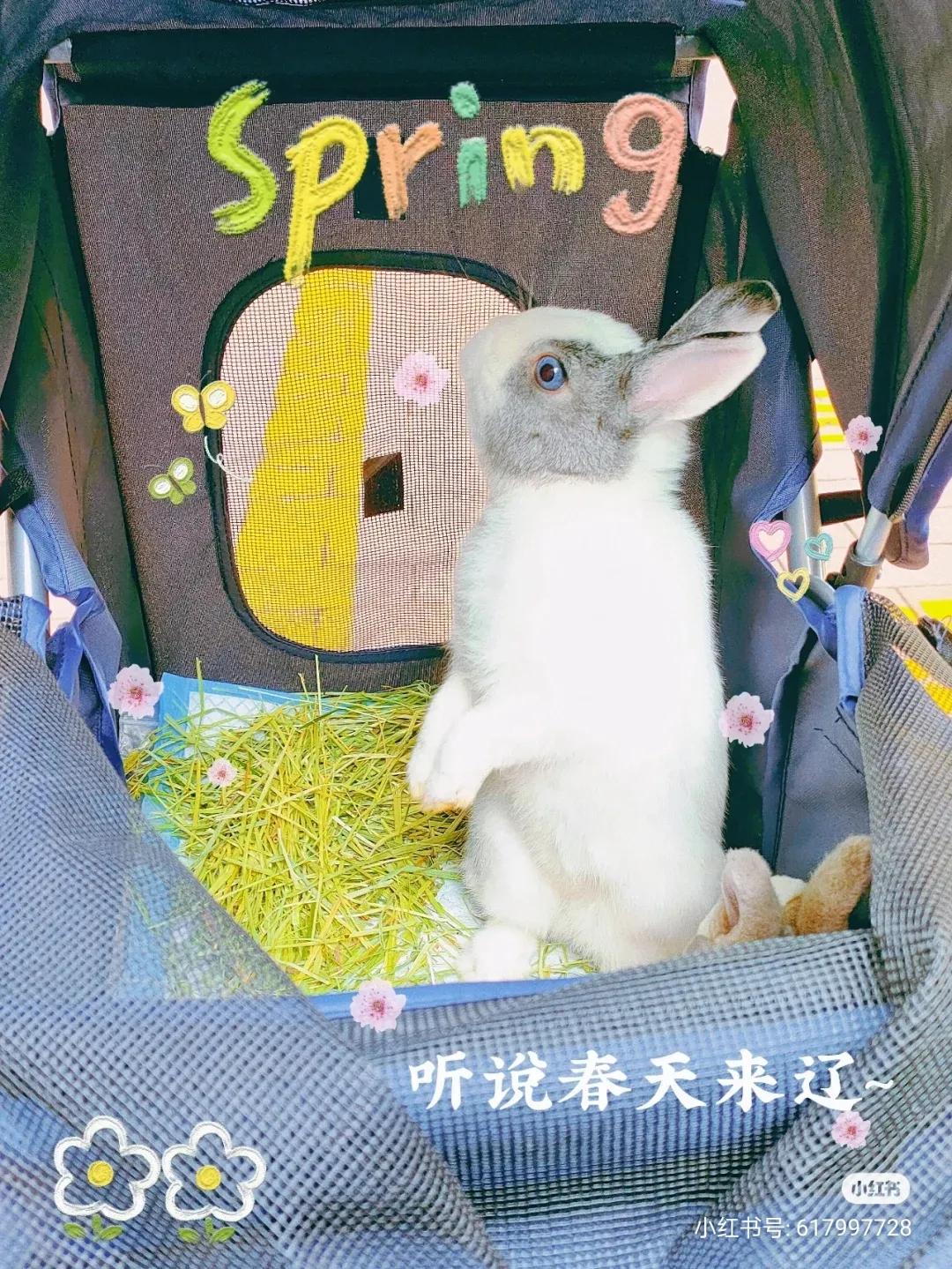 养兔记录,养兔记观察日记