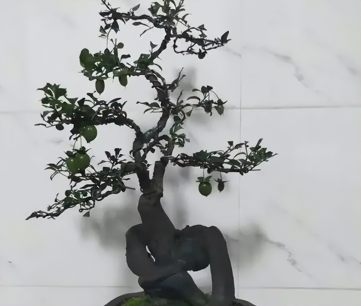 金弹子公母花不同步怎么办,金弹子不开花怎么分公母