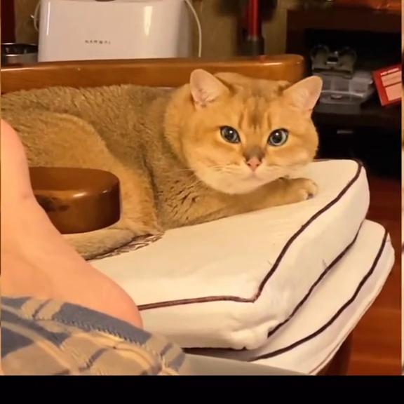 这么可爱的小猫咪你舍得惩罚吗,这么可爱的小猫咪你会分享给谁呢