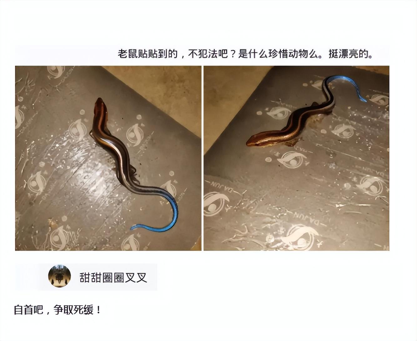 神回复：老鼠贴粘到的，吃了不会犯法吧？网友：自首，争取死缓