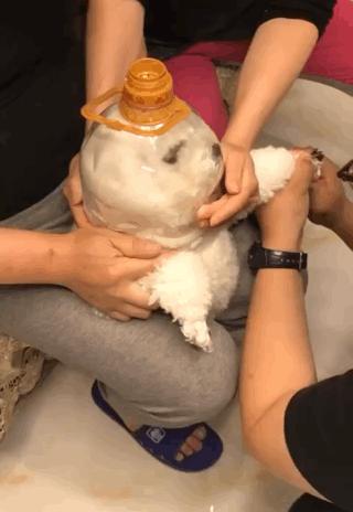 养猫省钱妙招排毛球,养猫不掉毛妙招有哪些方法