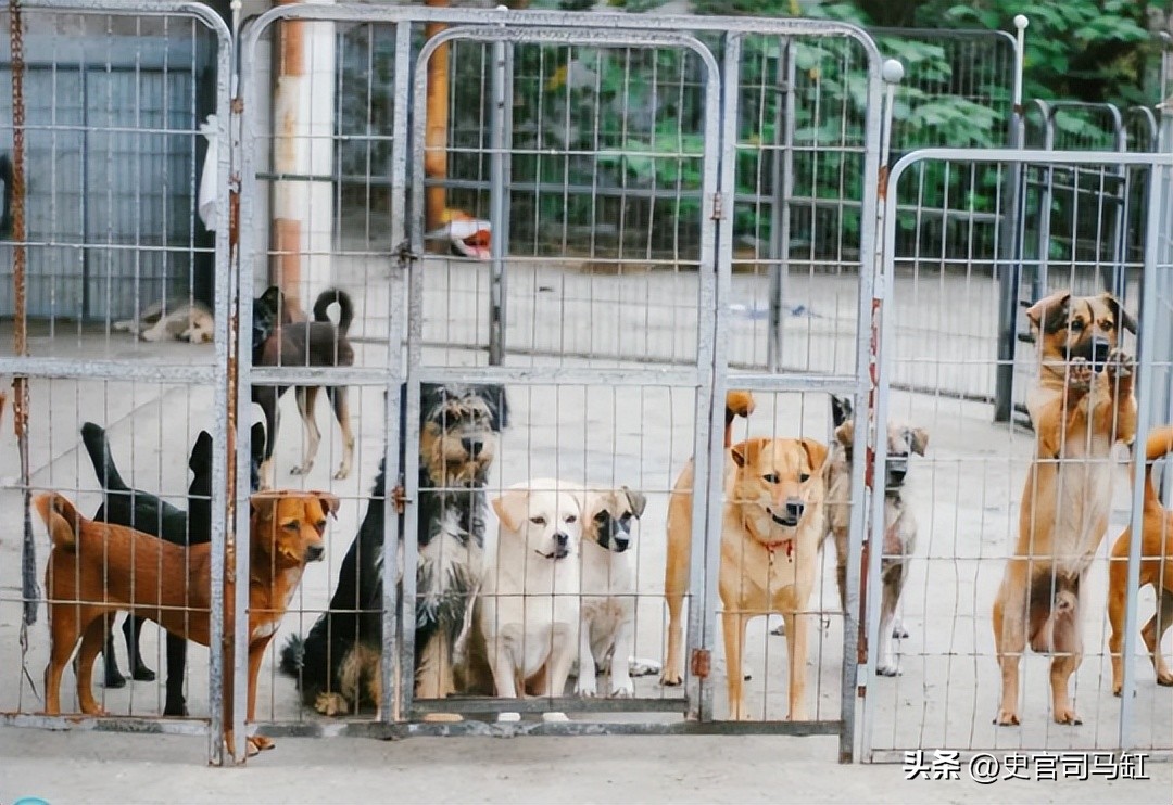 “美女兽医”简稚澄：给700只流浪狗安乐死后自杀，网友：心痛！