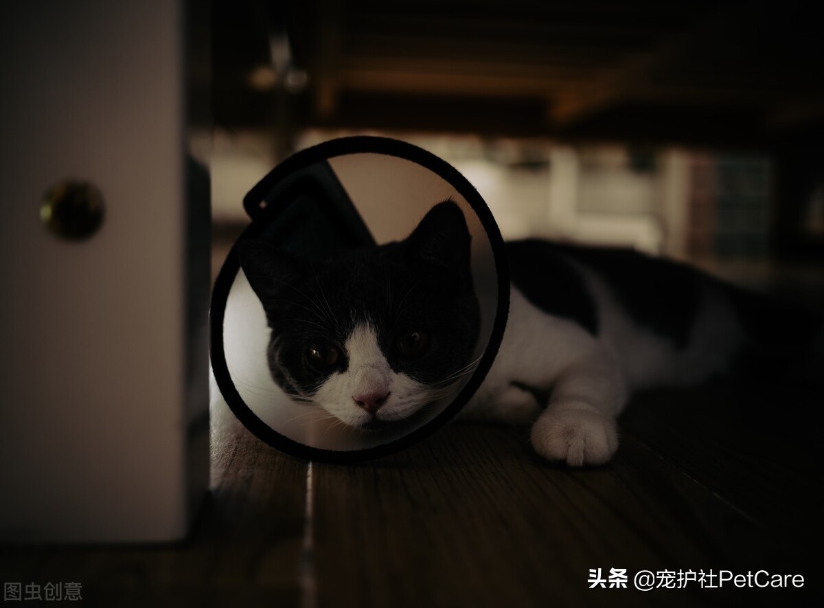 猫癣不治疗猫咪会自愈吗,猫癣不管的话会怎么样