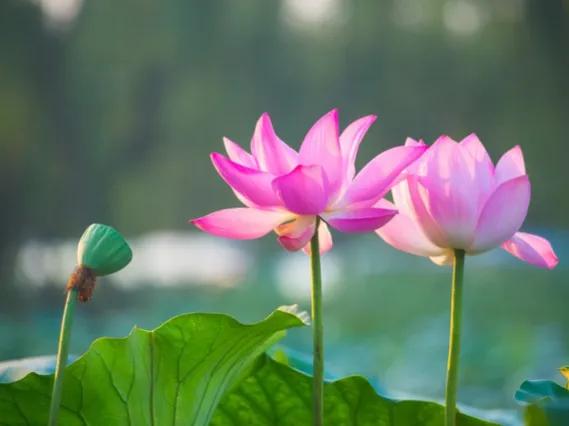 2024年属兔的买什么花招财呢,2022年属兔的人养什么植物最旺