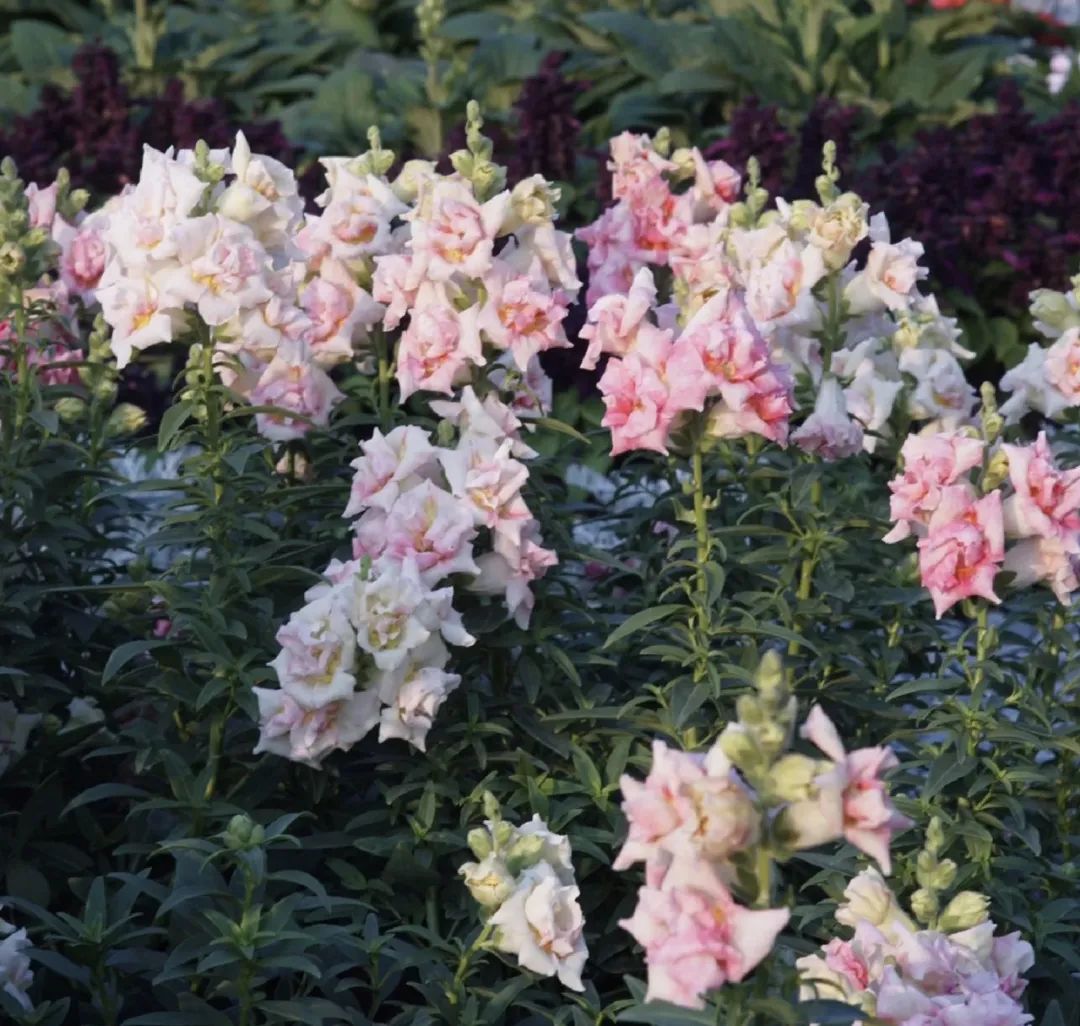 3种花是懒人养花首选,人养花花养人的含义