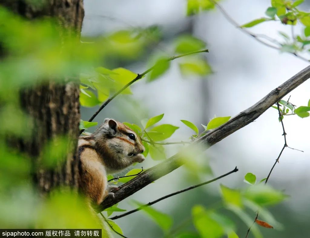 京城四月花事多,在二月兰花海中遇见小松鼠~