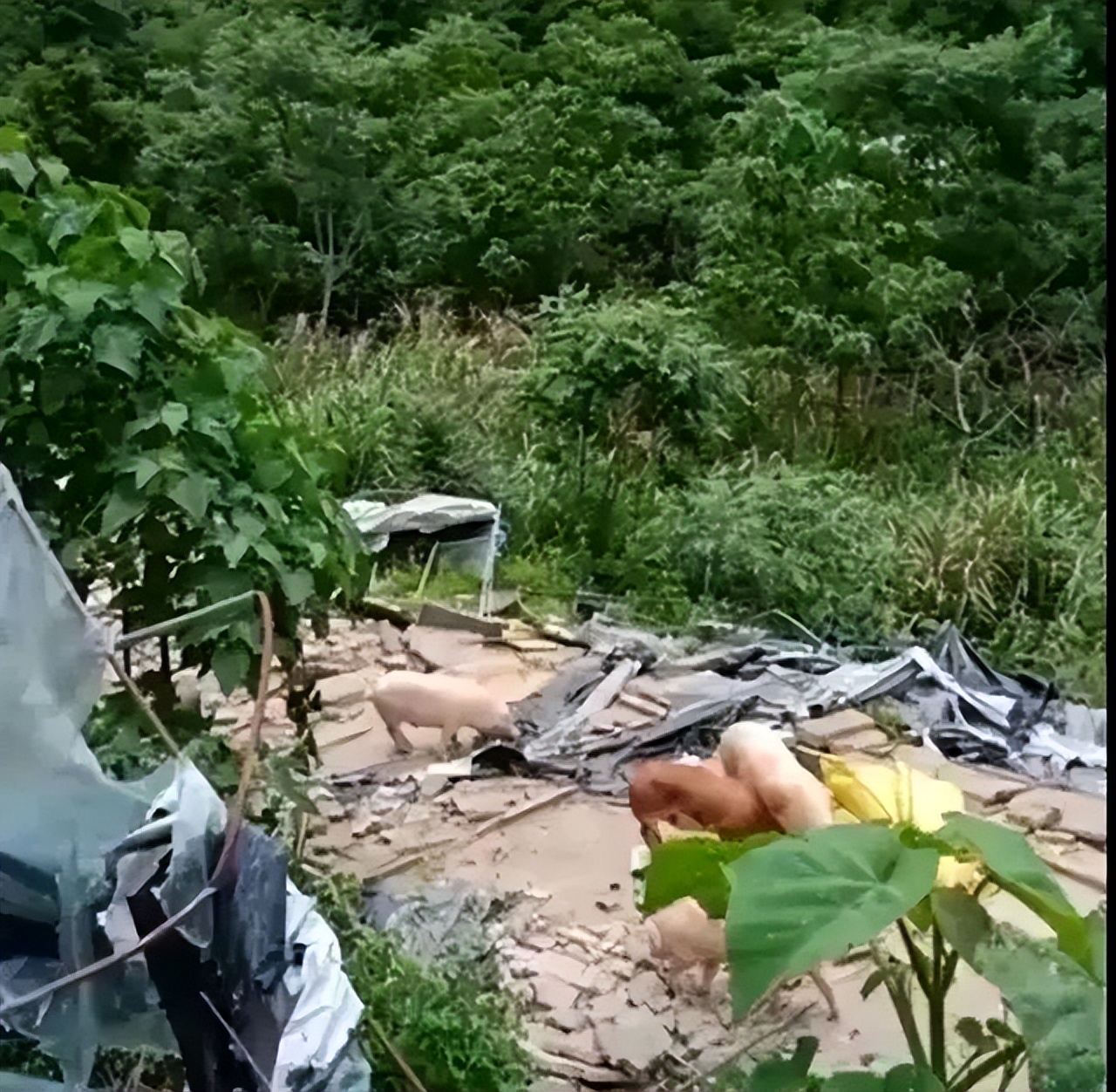 猪场被强拆法院判决,猪场强拆后续