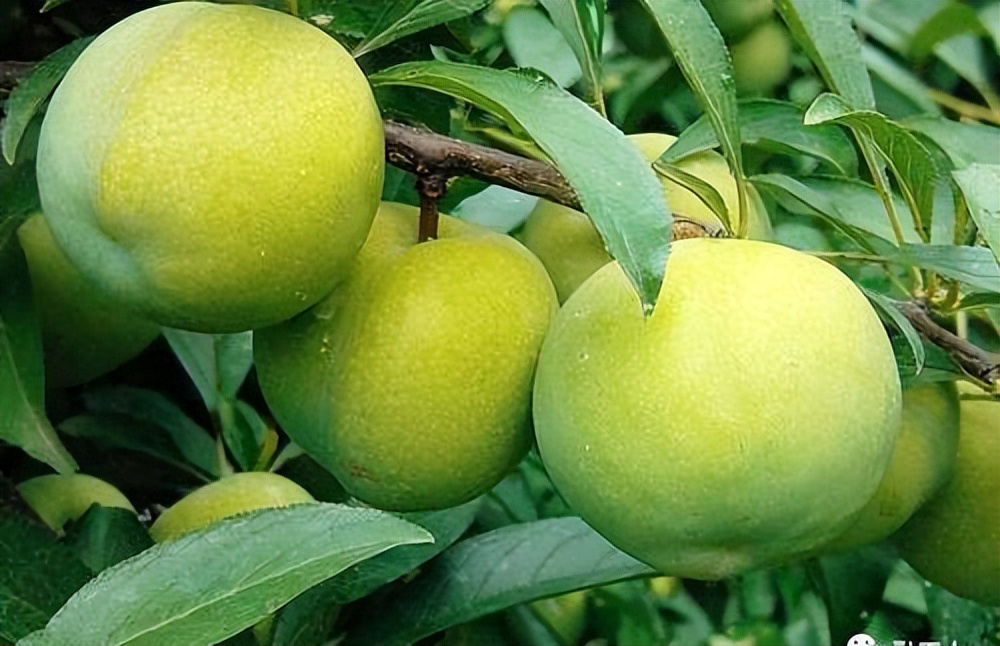 五一期间金堂附近水果采摘,欢迎光临金堂县万亩果园观光采摘