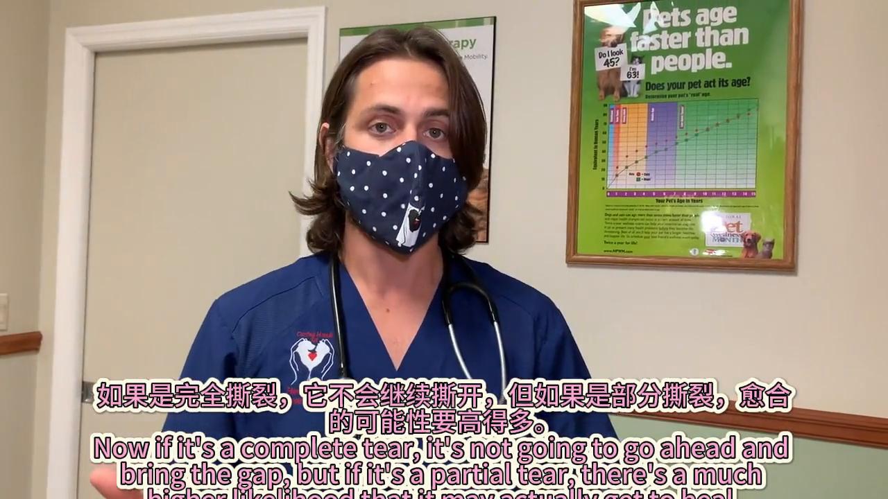 狗子韧带断裂手术恢复效果,狗子韧带拉伤怎么办