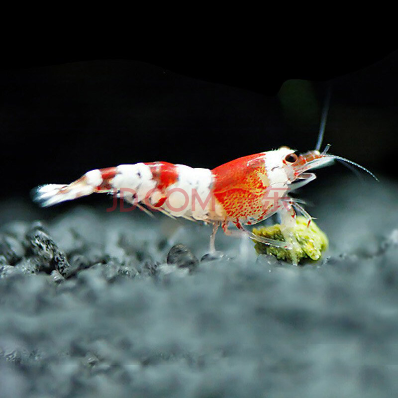 水晶虾的饲养方法 (水晶虾好养吗)