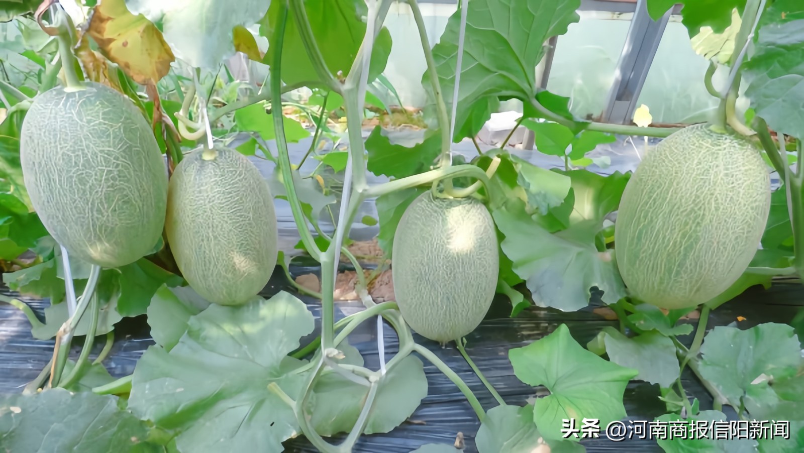 哈密瓜沉浸式采摘,信阳生态采摘休闲农业观光