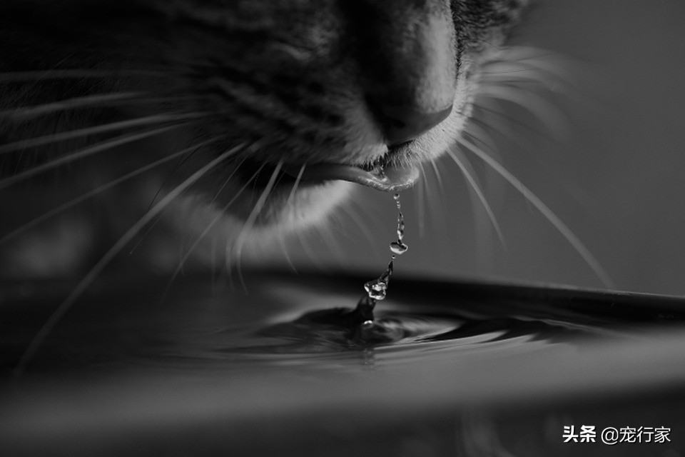 猫缺水太久怎么补救,猫缺水太久喝水不排尿