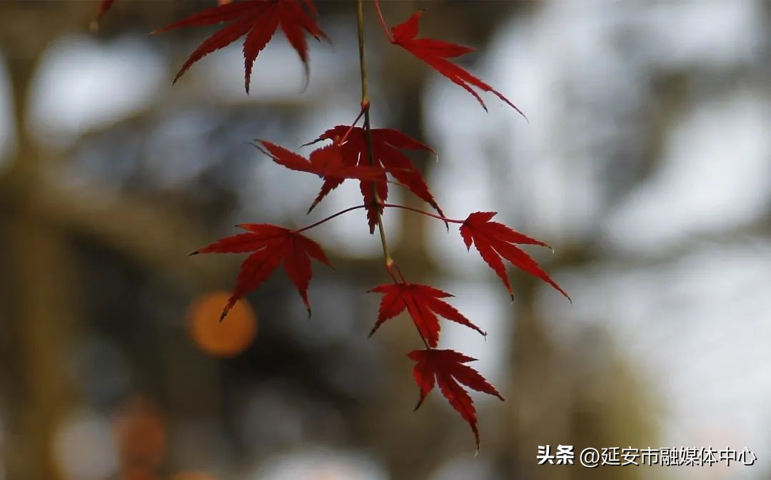 陕西宾馆迎来最佳观花赏景季节,陕西宾馆内景色