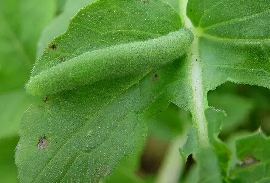 菜青虫和甜菜夜蛾用什么农药,高氯甲维盐治蚜虫效果怎么样