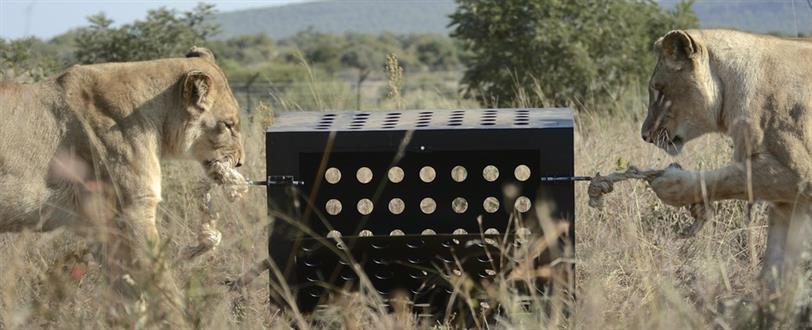 杜高犬挑战老虎遭秒杀,六只杜高犬vs美洲狮