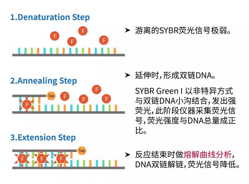 实时荧光定量pcr阳性,实时荧光定量PCR技术